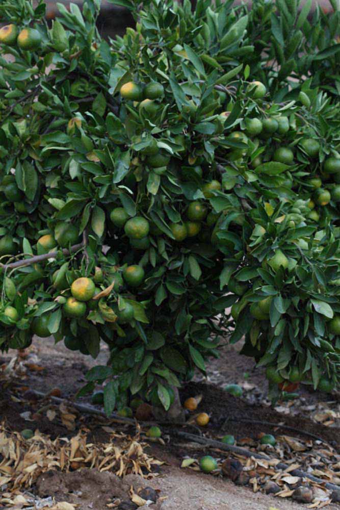            Habit (Riverside, CA)   